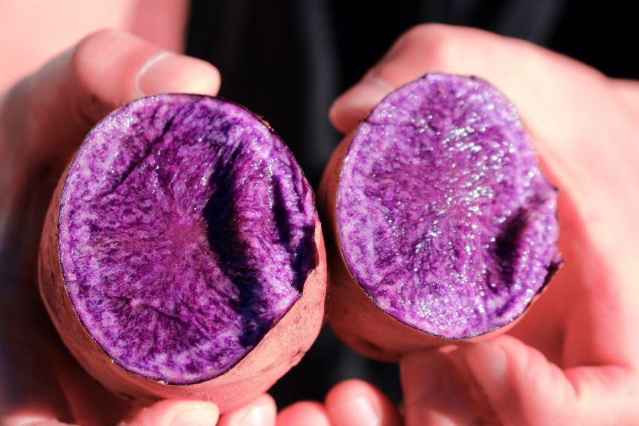 云南高原紫土豆，原生态的紫色洋芋