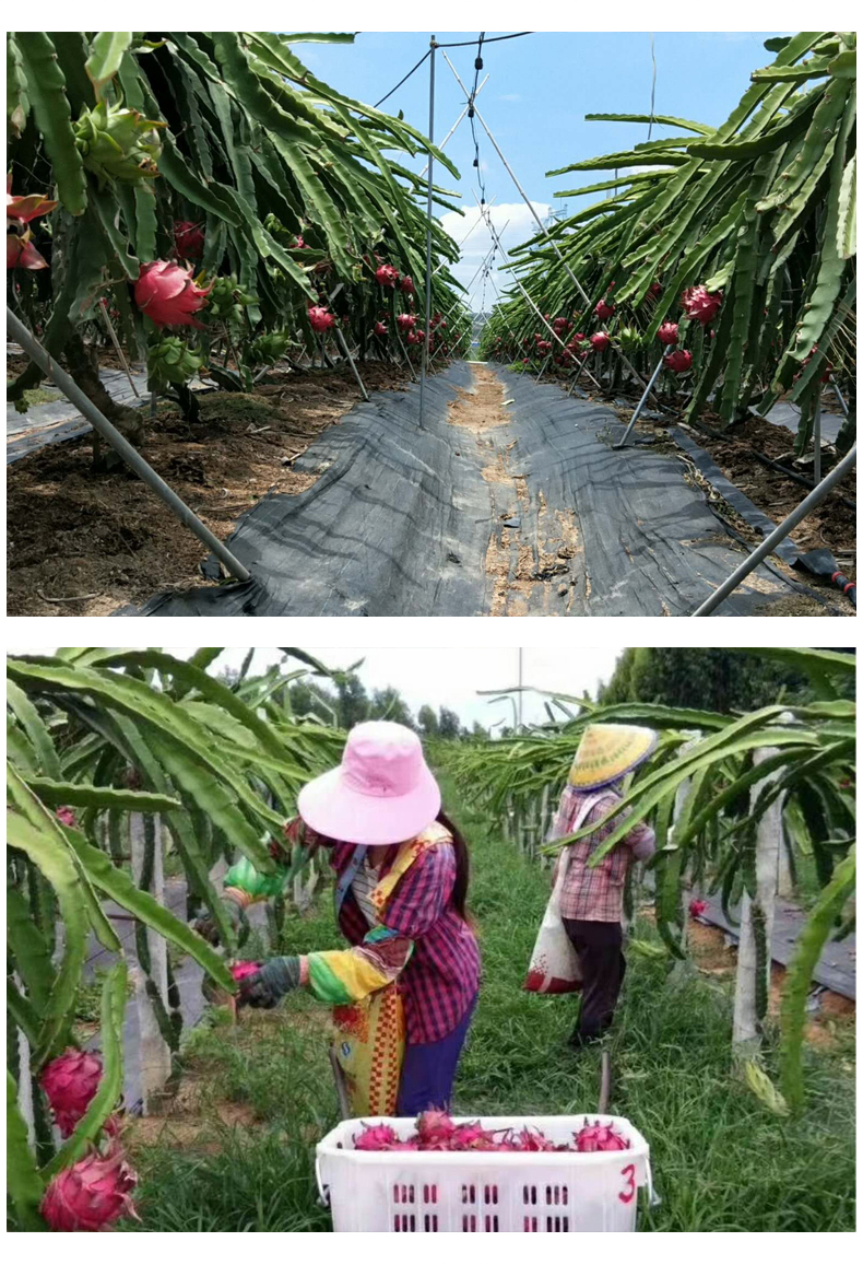 东南亚进口水果代理货源 微信一件代发