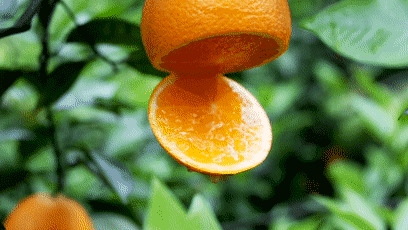 据说吃了会上瘾…橙子中的战斗机——桂林夏橙！你准备好了吗?