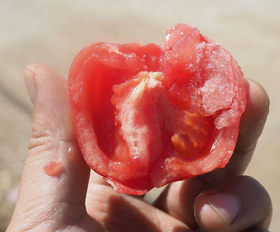 邂逅，舌尖上的普罗旺斯西红柿