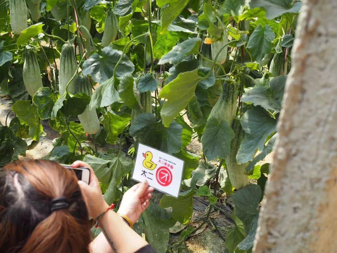 网红甜瓜羊角蜜,甜蜜来袭 网红甜瓜羊角蜜,甜蜜来袭