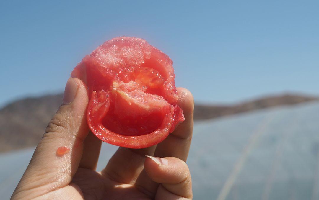 邂逅，舌尖上的普罗旺斯西红柿