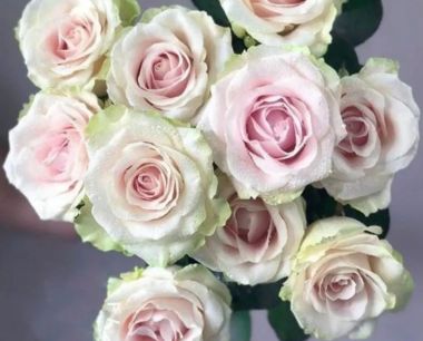 方德玫瑰，小小的仪式感，就能让你心中暖暖的