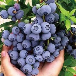 云南蓝莓，果粉越多，蓝莓品质就越好，一口爆浆，鲜甜多汁！